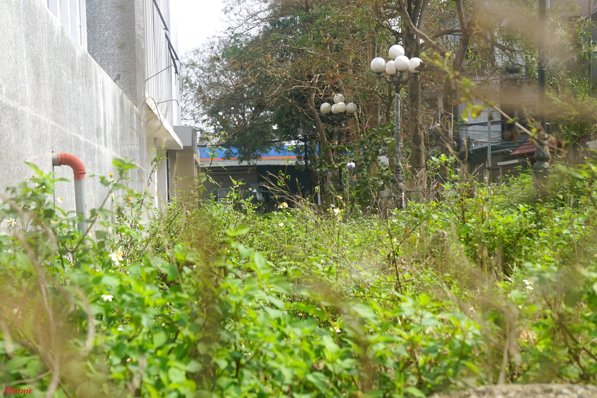 Bên trong khuôn viên của dự án cỏ dại mọc um tùm, cảnh quan nhếch nhác.
