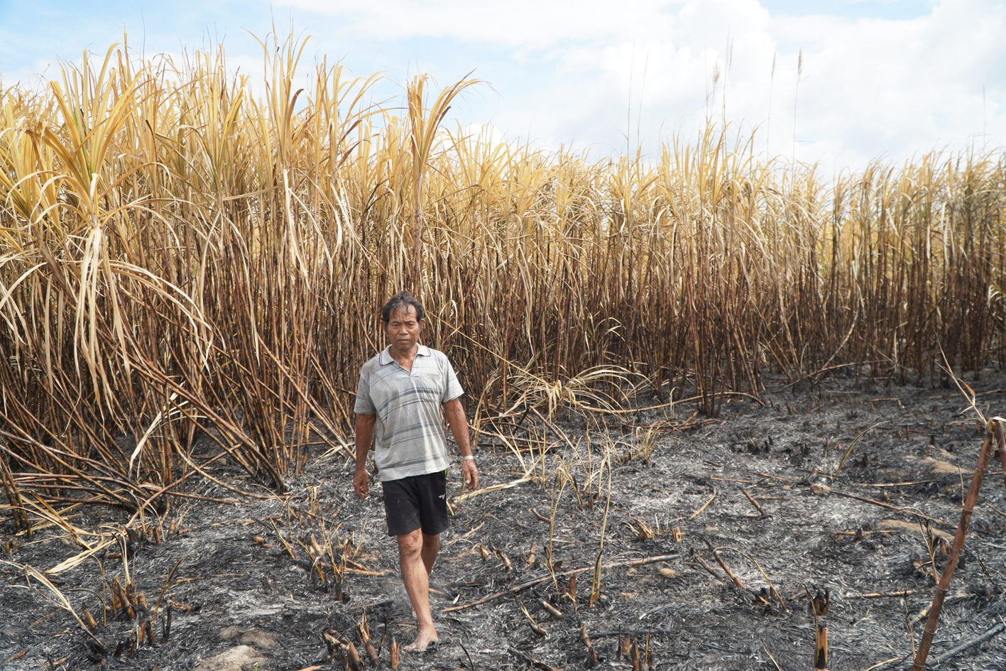 Nông dân ở Gia Lai lo sẽ lâm vào cảnh trắng tay nếu các vụ cháy mía bất thường vẫn tiếp diễn