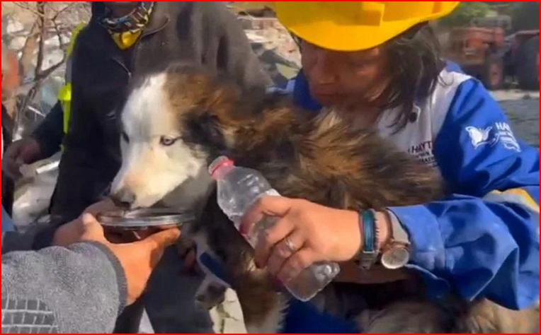 chú chó Aleks uống nước sau khi được cứu khỏi một tòa nhà bị sập 23 ngày sau trận động đất 7,8 độ Richter vào tháng trước - Ảnh: AFP