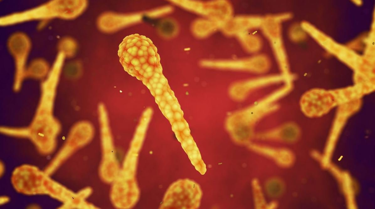 Vi khuẩn gây bệnh uốn ván có thể khiến người nhiễm tử vong