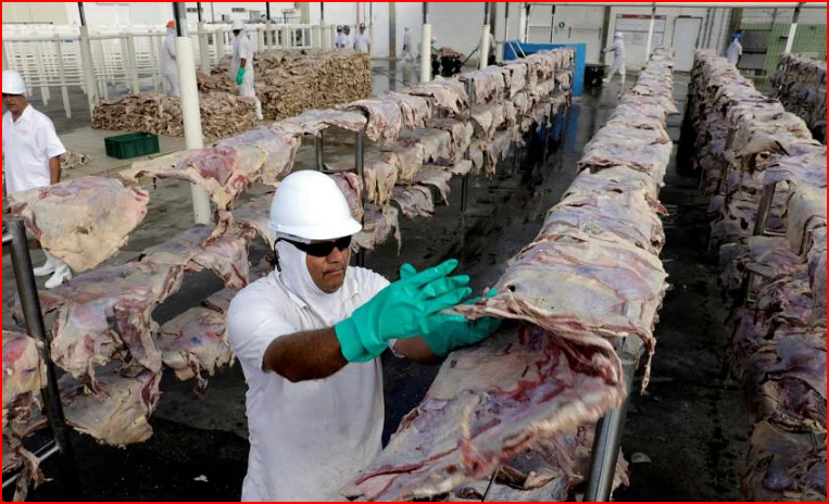 Việc phát hiện ra vụ việc, được thông báo vào ngày 20 tháng 2, đã kích hoạt lệnh cấm tự áp đặt đối với việc bán thịt bò Brazil sang Trung Quốc. ẢNH: REUTERS