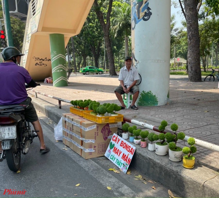 Cây may mắn hình quả cầu, quả tim... được chào bán với giá từ 100.000 đồng/chậu - Ảnh: Nguyễn Cẩm