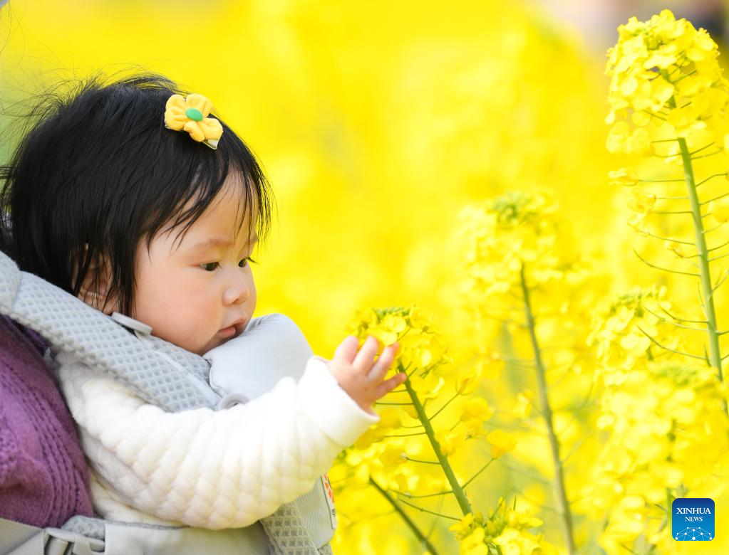 Một du khách trẻ tuổi ngắm hoa trên cánh đồng hoa cải ở tỉnh Tứ Xuyên, Trung Quốc.