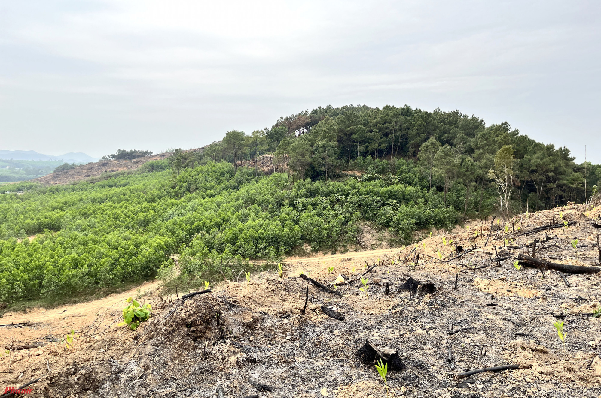 Nhưng rừng thông ở huyện Quỳnh Lưu dần bị thu hẹp để nhường chỗ cho cây keo - Ảnh: Phan Ngọc