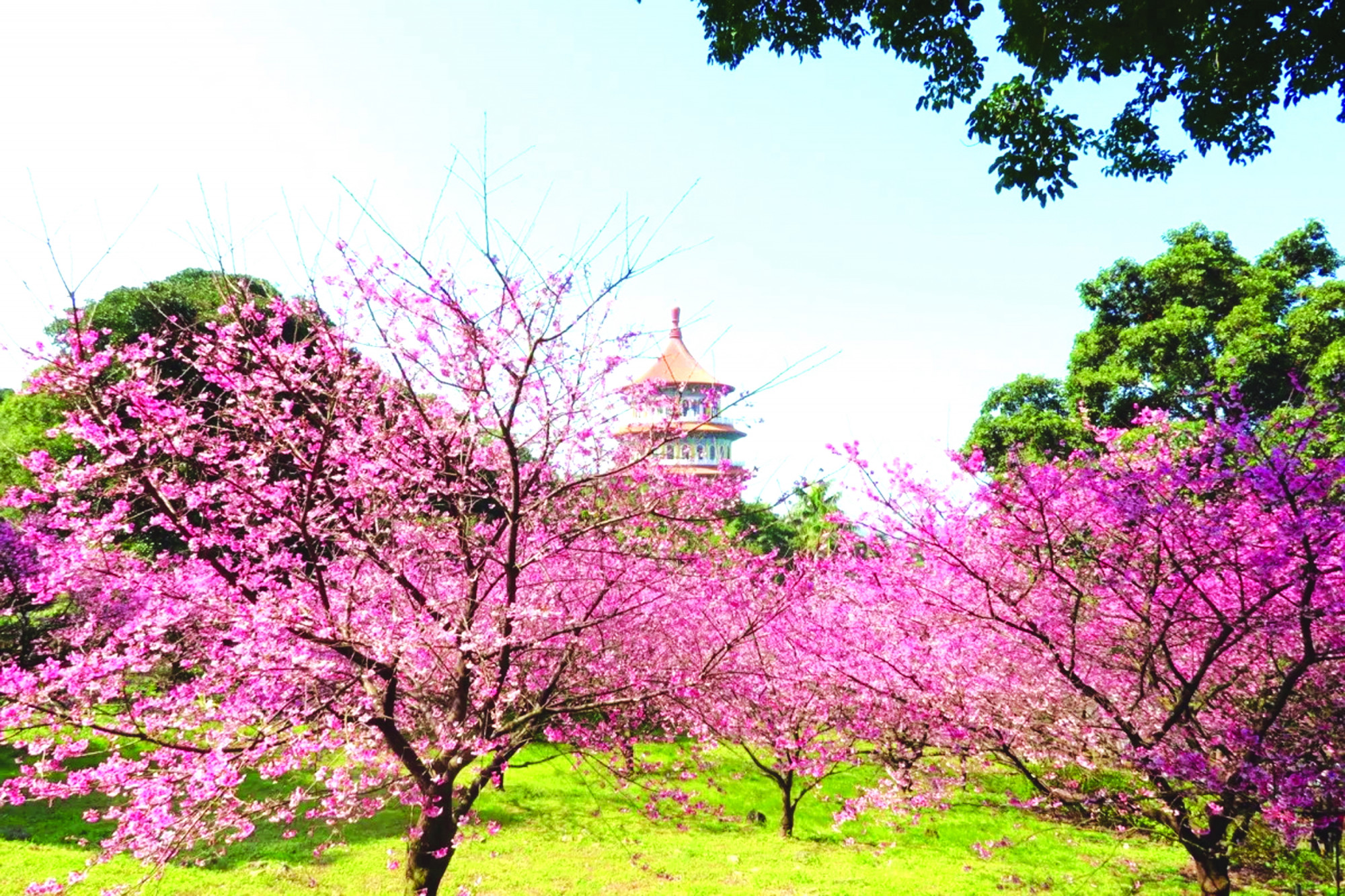 Hoa đào nở tưng bừng tại công viên Dương Minh Sơn - ẢNH: Taiwan scene