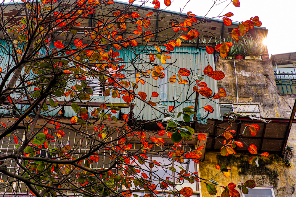 Từng hàng cây bàng đồng loạt đổi màu lá đỏ trong khuôn viên các khu tập thể xưa cũ.