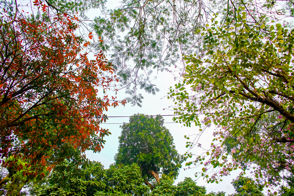 Các tuyến phố Hà Nội đều rực rỡ với sắc vàng, sắc đỏ. Đường Đinh Tiên Hoàng bắt mắt với sắc vàng của lá Lộc vừng, sắc tím hồng của hoa ban xen giữa những tán lá xanh của hàng cây sấu cổ thụ trên phố.