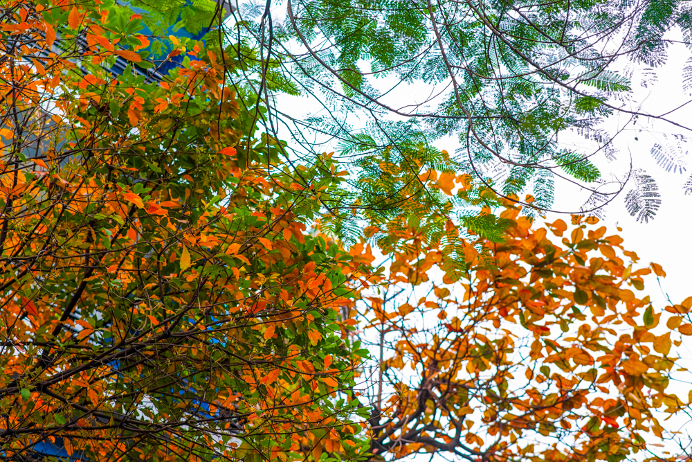 Sau một khoảng thời gian dài vất vả, nhọc nhằn, từng tốp lá từ vàng, cam đến đỏ vốn nhập nhằng trên tán cây suốt những ngày đầu tháng 3 cuối cùng cũng chịu rụng dần. Khẽ khàng nhường chỗ cho những tán xanh rợp bóng Hà Nội vào mùa hè. Loài cây này trước sau đều như vậy, dẫu khi lụi tàn vẫn phải rực rỡ cho vẹn nguyên màu lá.