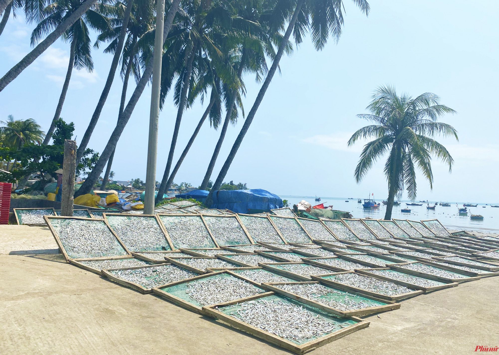 Ở thôn An Vĩnh có khoảng 15 lò hấp cá cơm, mỗi ngày hấp được hàng chục tấn cá