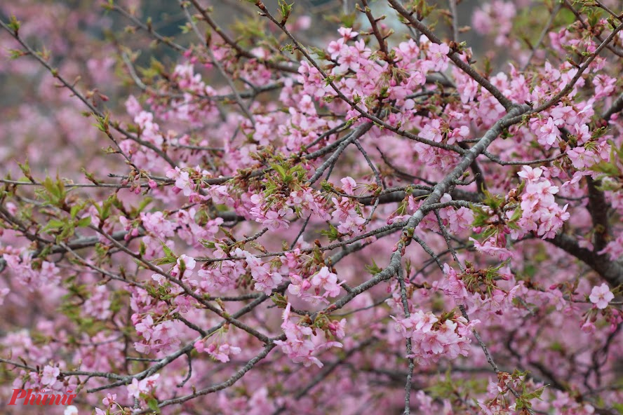 Hoa mận hay hoa mơ tại Nhật được gọi là Ume. Đây là một trong những loại hoa quen thuộc trong đời sống của người dân và có giá trị kinh tế cao. Lễ hội ngắm hoa này diễn ra từ đầu tháng 2 đến giữa tháng 3. 