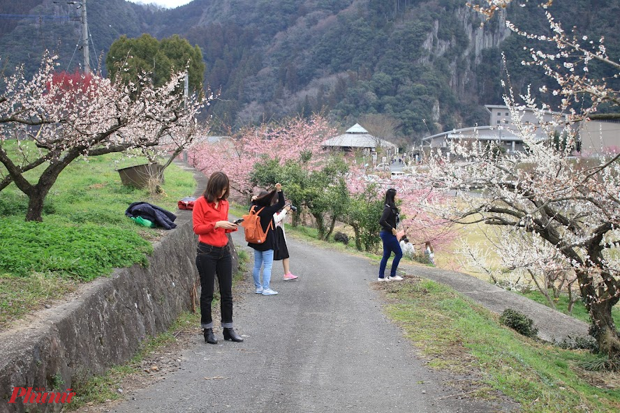 Vào thời điểm hoa mận nở, người Nhật thường lên kế hoạch ngắm hoa cùng gia đình, bạn bè. Tháng 3, Fukuoka có nhiệt độ khoảng 16-17 độ vào ban ngày, không quá lạnh, song bạn cần trang bị áo ấm.