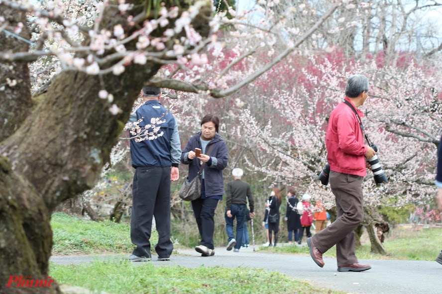 Nhắc đến Nhật Bản, du khách thường nghĩ ngay đến hoa anh đào và mùa hoa anh đào.Tuy nhiên, 1 tháng trước khi nhiệt độ bắt đầu ấm, báo hiệu mùa hoa đào, đất nước mặt trời mọc đón 1 mùa hoa đẹp không kém - mùa hoa mận.