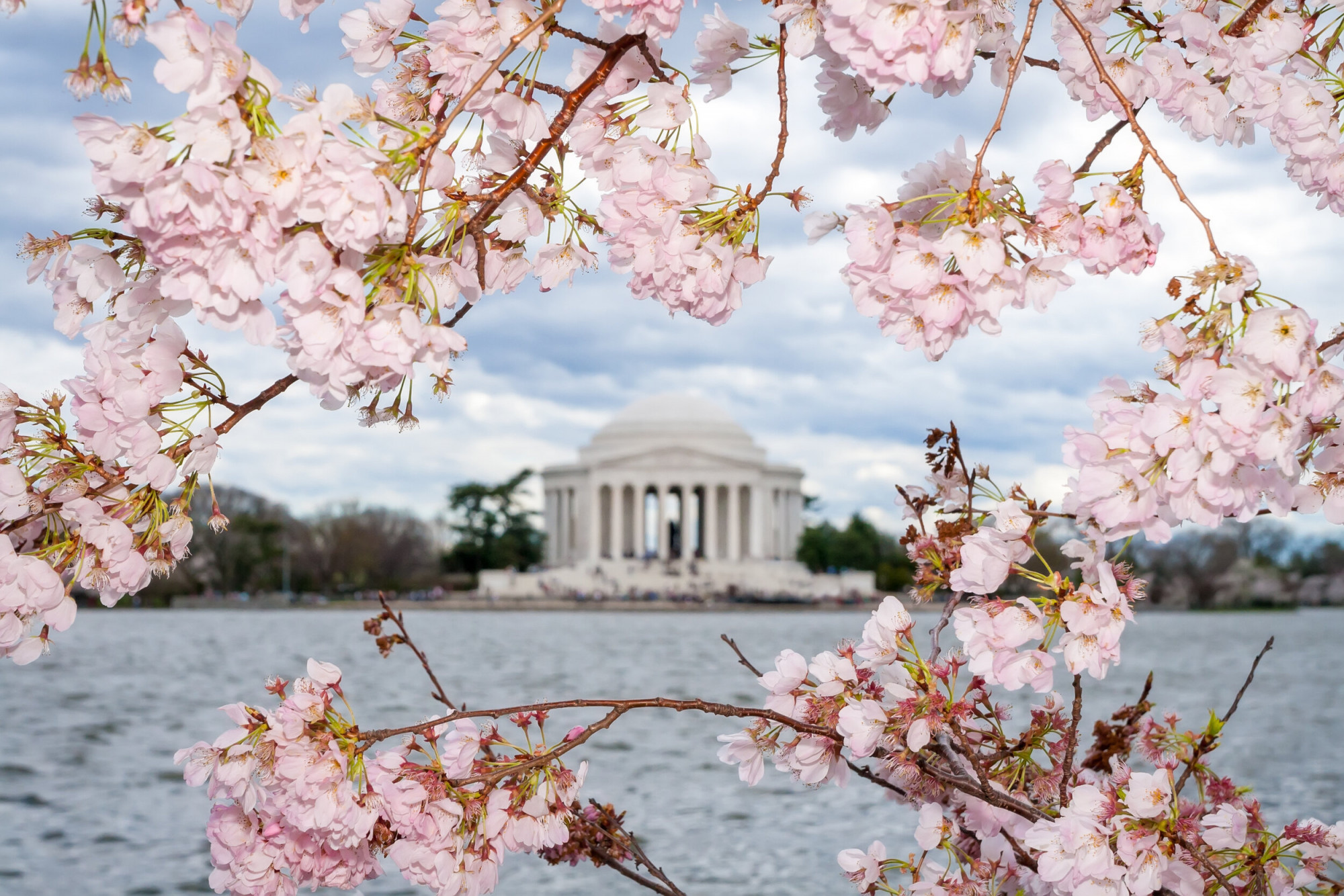The National Mall Washington, DC:​ Theo thống kê của những năm trước, mỗi mùa hoa anh đào có khoảng 1,5 triệu du khách đổ về thủ đô để ngắm vẻ đẹp của hơn 3.000 cây hoa anh đào đồng loạt khoe sắc.