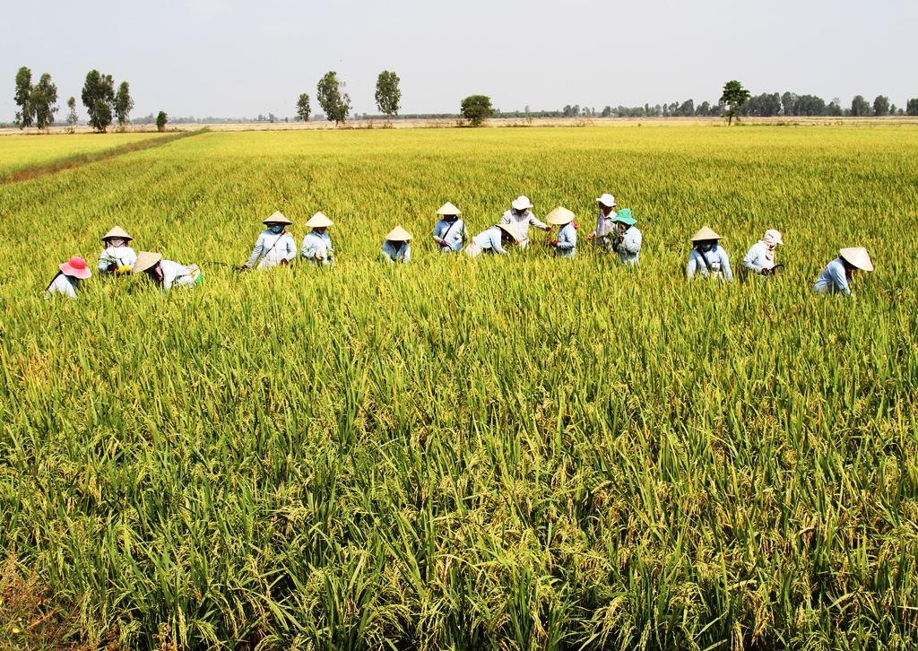 Phát triển đề án 1 triệu ha lúa chất lượng cao ở ĐBSCL là hướng đi tất yếu; phía Ngân hàng Thế giới  cam kết tích cực tham gia