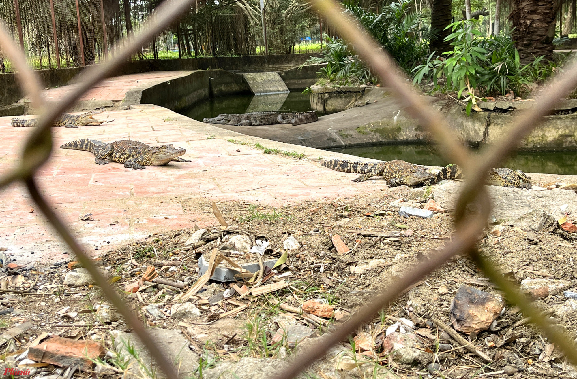 Hơn 3 năm chờ đợi, đàn cá sấu ở Công viên trung tâm TP Vinh vẫn chưa tìm được nơi để thả về tự nhiên - Ảnh: Phan Ngọc
