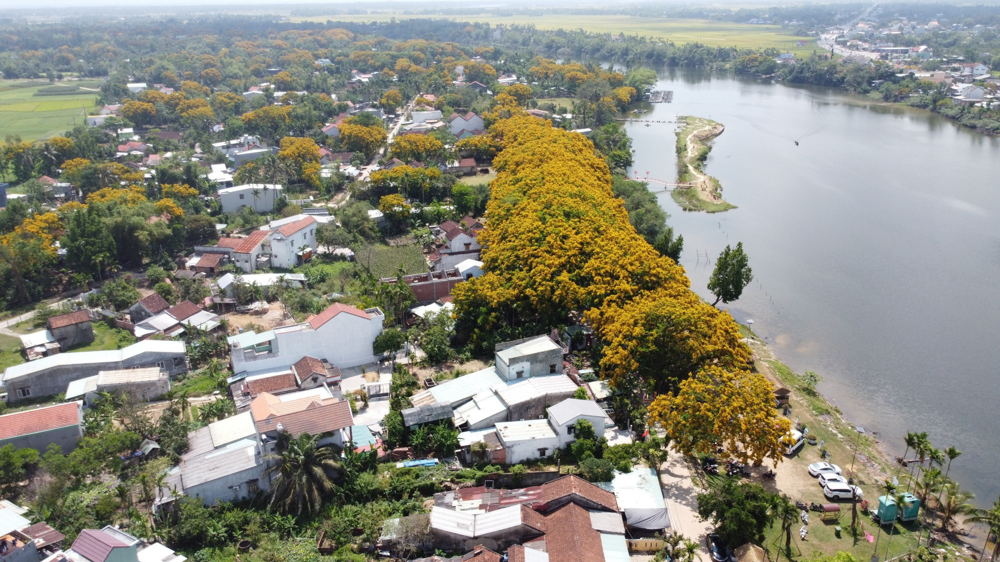 Và, để quảng bá những hình ảnh đặc sắc này, TP Tam Kỳ đã khai mạc Lễ hội “Tam Kỳ - Mùa hoa Sưa” với nhiều hoạt động kèm theo.