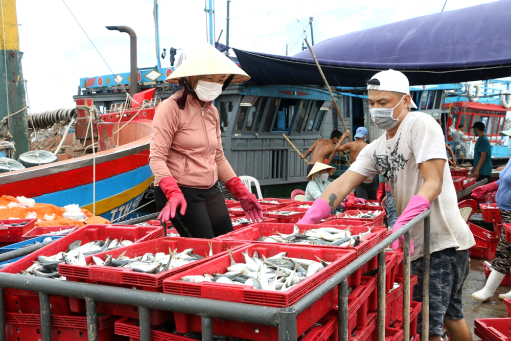 Trung bình mỗi ngày, có 5-6 tàu đánh bắt xa bờ cập cảng Thuận An (tỉnh Thừa Thiên - Huế) nhưng đều tiêu thụ sản phẩm trong nước nên chủ tàu chưa quan tâm khai báo, chứng nhận nguồn gốc