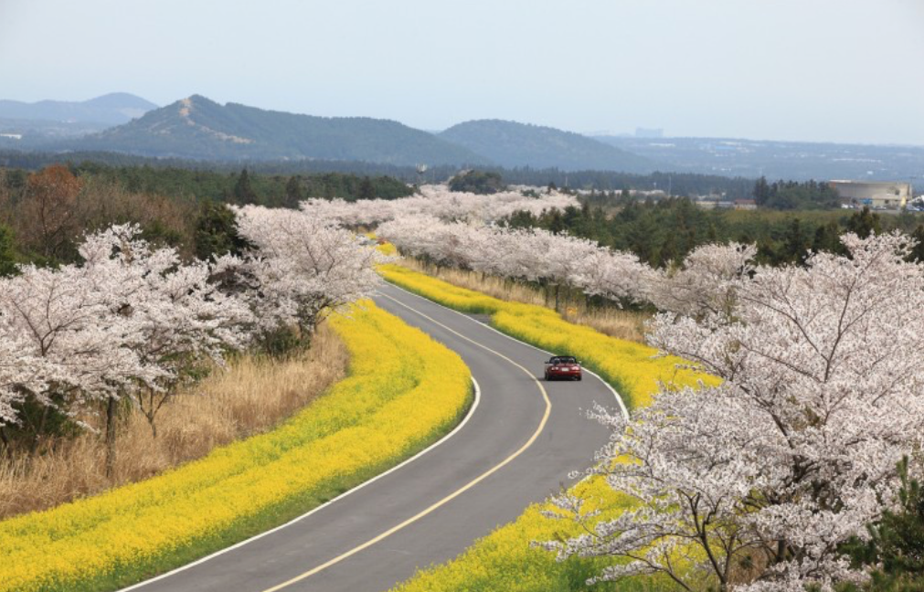 Và như thường lệ Nonsan-ro, một trong những cung đường driving (lái xe ngắm cảnh) đẹp nhất Jeju đang trở thành những địa điểm mà các khách du lịch không thể bỏ qua, khi đến thăm hòn đảo xinh đẹp này vào mùa xuân.