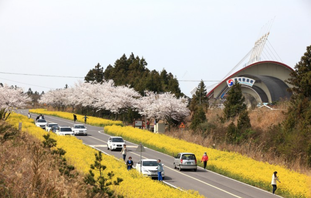 Không có nơi nào tốt hơn tại Hàn Quốc ngoài Jeju để thưởng thức hoa anh đào nở rộ. Từ những trang trại gần sân bay nơi tổ chức lễ hội hoa anh đào, đều được nhuộm hồng bởi những nụ hoa e ấp đến các khu phố từ giữa tháng ba.