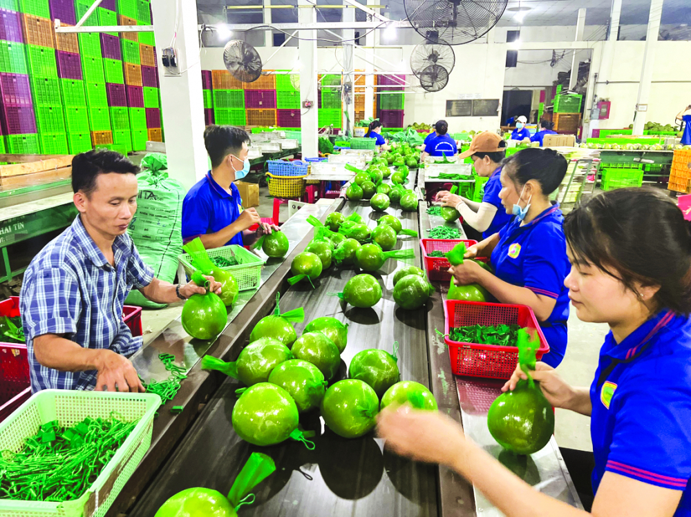 Công nhân một doanh nghiệp ở tỉnh Bến Tre gói bưởi da xanh để xuất khẩu