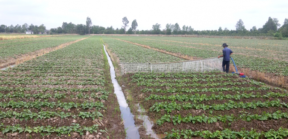 Nông dân huyện Bình Tân, tỉnh Vĩnh Long đang quay lại trồng khoai lang xuất khẩu 