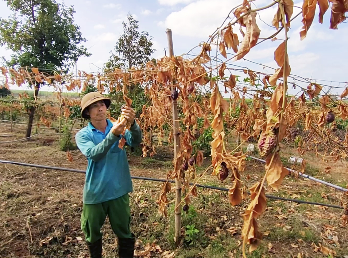 Tình trạng kẻ xấu chặt phá vườn khiến nhiều nông dân ở tỉnh Gia Lai rất lo lắng