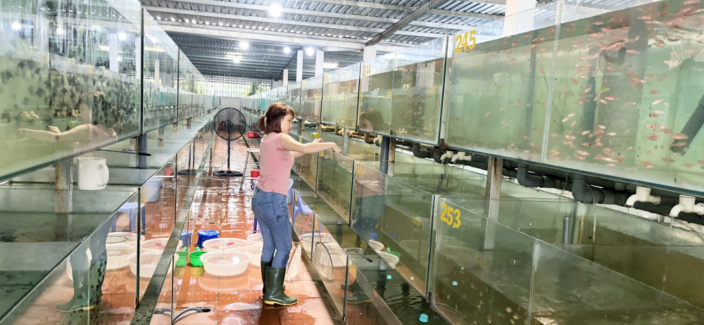 Công nhân Hợp tác xã Sinh vật cảnh Sài Gòn chăm sóc cá cảnh để xuất khẩu. Ngành nuôi cá cảnh xuất khẩu ở TPHCM có nhiều tiềm năng nhưng chưa được khai thác tốt
