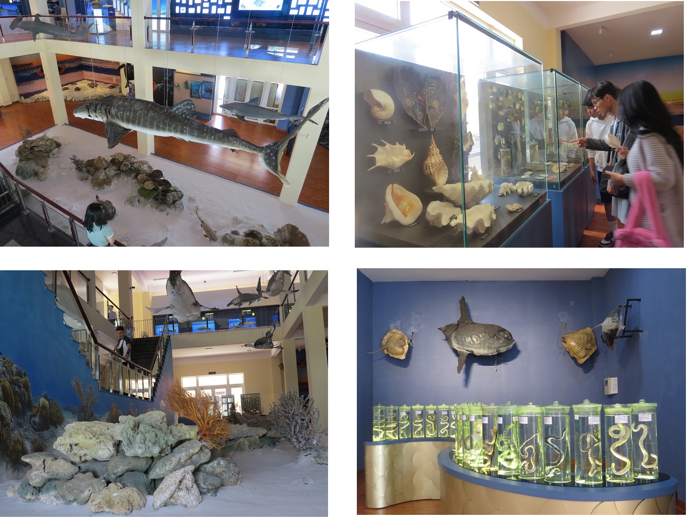Viện Hải dương học cũng đã đưa vào hoạt động Khu trưng bày đa dạng sinh học biển 3 tầng, rộng hơn 600m2, trưng bày hàng chục ngàn mẫu sinh vật, khoáng vật, tiêu bản, thông tin về đa dạng sinh học biển Việt Nam. Khu trưng bày mô phỏng nơi sinh sống, bãi đẻ của rùa biển, các sinh vật như thân mềm, rắn biển Việt Nam, mô hình rạn san hô ở Trường Sa…