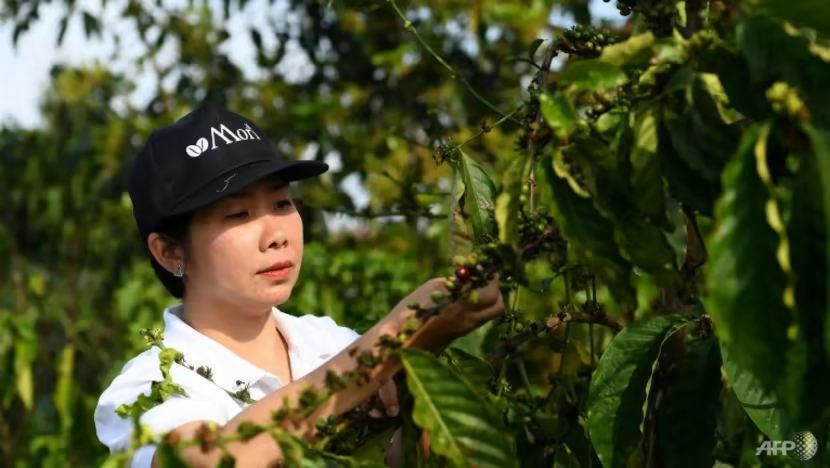 Chị Trần Thị Bích Ngọc chăm sóc những cây cà phê tại trang trại Mori