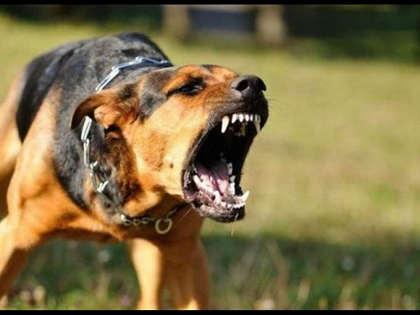 Chó dại tấn công (ảnh minh họa) 