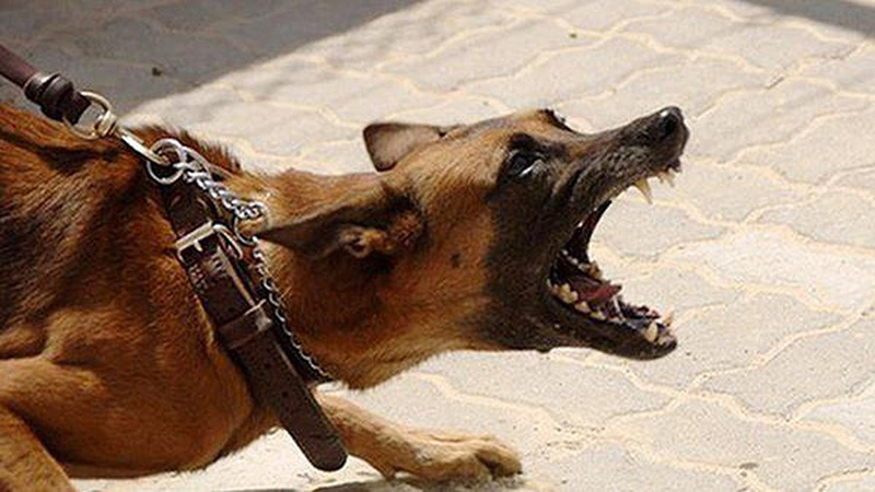 Chó dại tấn công người dân (ảnh minh họa)
