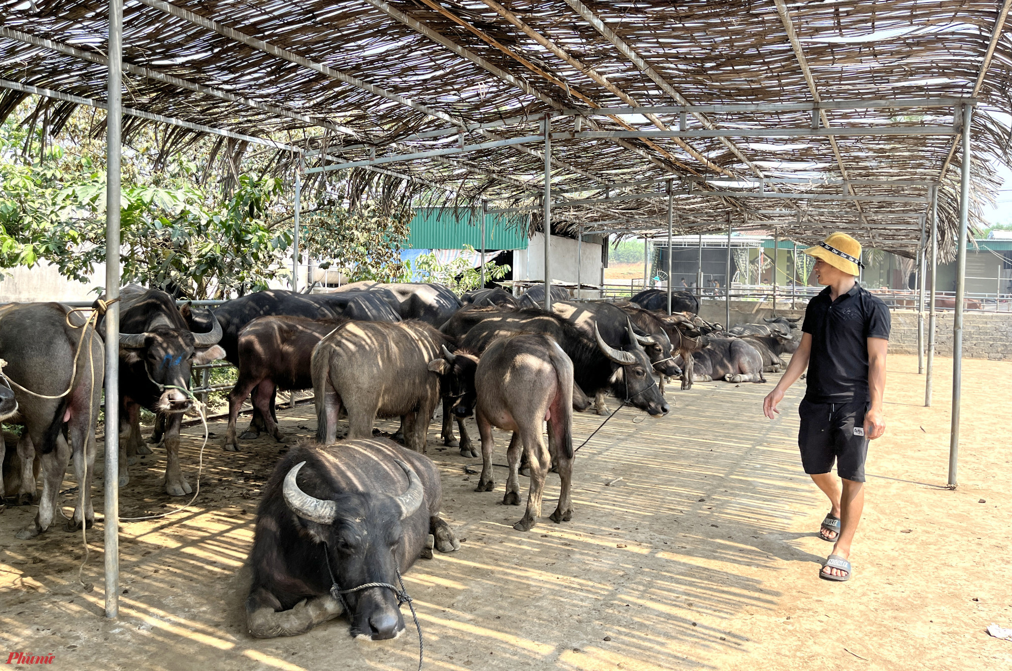 Anh Phạm Văn Bình, một thương lái có thâm niên hơn 20 năm buôn trâu ở xã Đại Sơn cho biết, hiện thị trường Trung Quốc đã mở cửa song vì chi phí cao nên hiện phần lớn trâu bò tại địa phương này được tập trung đưa ra các tỉnh phía Bắc tiêu thụ.