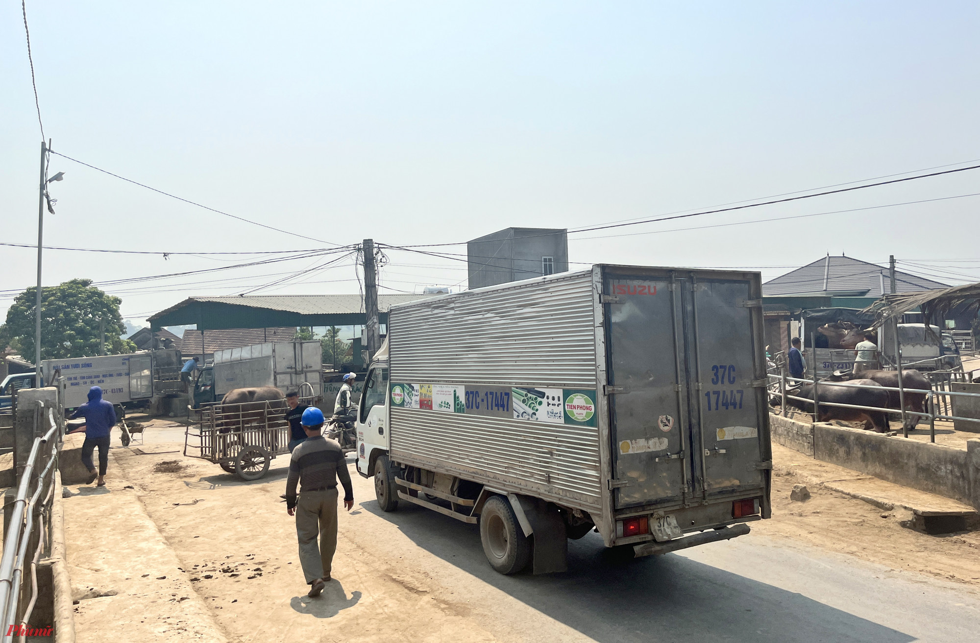 Sáng sớm, trục đường chính vào xã Đại Sơn tấp nập các loại xe kéo, xe tải… vào ra mua bán trâu bò. 