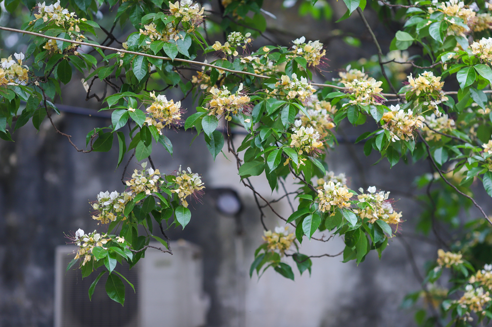 Theo nhiều người dân sinh sống quanh đây, cây bún này hàng năm thường bung nở hoa trắng sau Tết Nguyên Đán. Sau đó khoảng 1 tháng, cây sẽ bắt đầu cho lên màu hoa vàng.