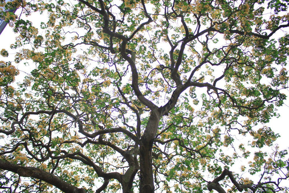 Theo người dân làng Đình Thôn, cây bún này đã hơn 300 tuổi và được dân làng coi như một báu vật sống.