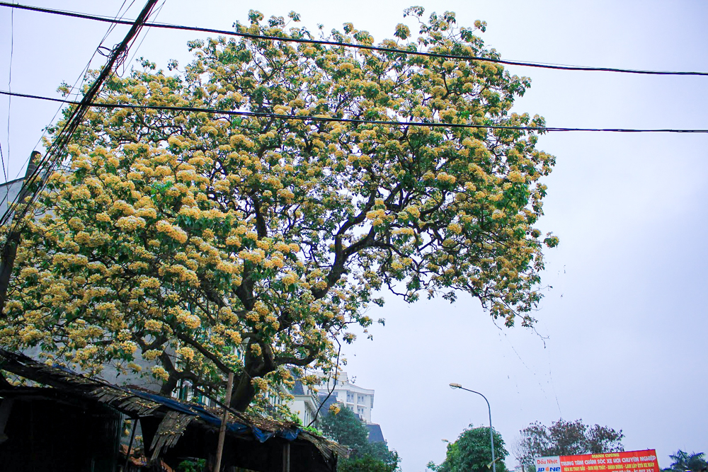 Cây bún là loài cây cảnh cho hoa đẹp được yêu thích ở nhiều nơi trên thế giới. Tại Việt Nam, cây bún cũng được trồng nhiều ở một số địa phương như Huế, Quảng Nam, Ninh Thuận... Ở Hà Nội trước đây chỉ biết tới 1 cây bún duy nhất tại làng Đình Thôn (Mỹ Đình, Hà Nội).