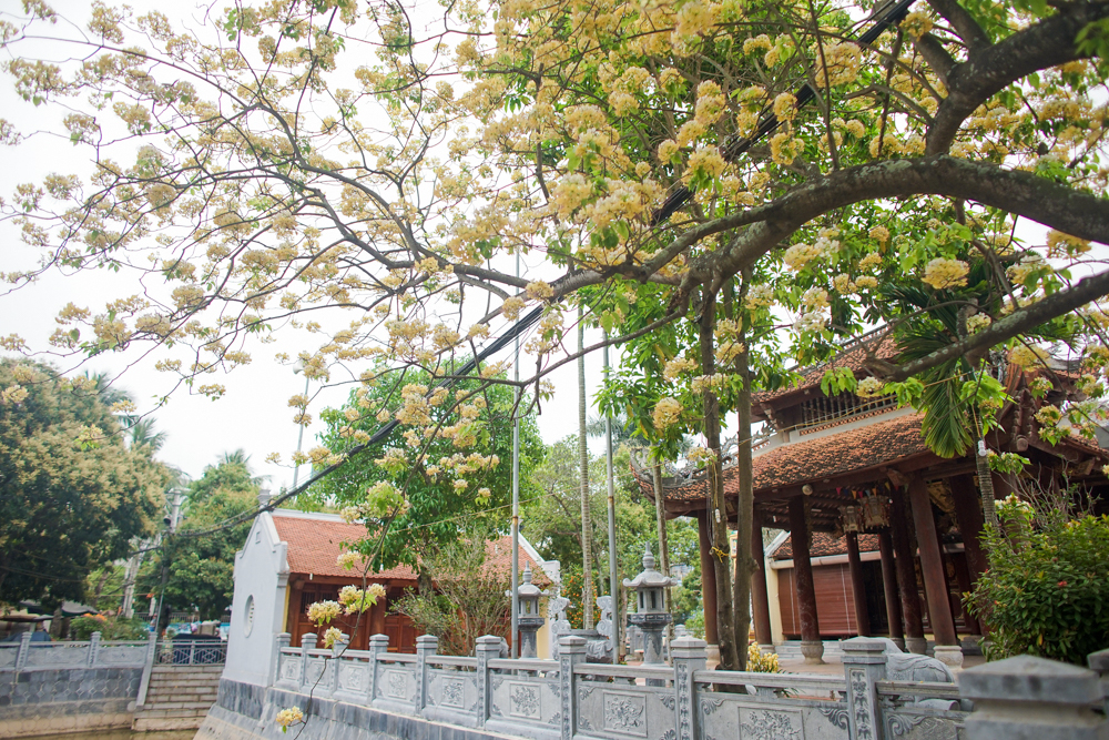 Nhiều người dân làng Hà Trì cũng không nhớ rõ tuổi đời của cây bún, chỉ biết rằng cây bún này có tuổi đời lớn hơn bất kì một người trung niên nào trong làng.