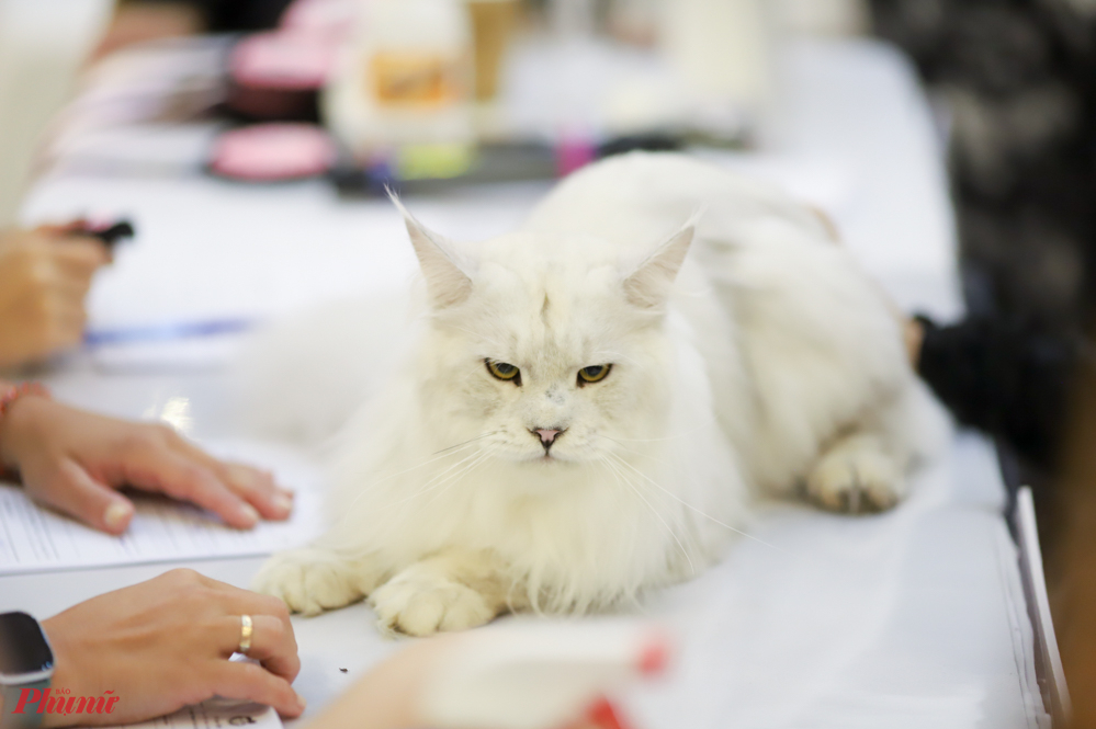 Ngoài tham gia cuộc thi, các chú mèo chưa có giấy chứng nhận sẽ được các chuyên gia kiểm tra kĩ lưỡng và cấp phả VFA  (chứng nhận đạt điều kiện thuần chủng) 