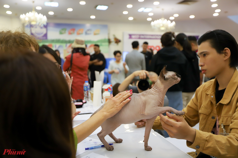 Anh Tùng Anh (Hà Nội) cho biết, cuộc triển lãm này là sân chơi dành cho những người nuôi chuyên nghiệp, các nhà nhân giống và cả người yêu mèo. Người dân có thể đến ngắm những giống mèo quý hiếm và đắt hiếm khi xuất hiện trước công chúng.