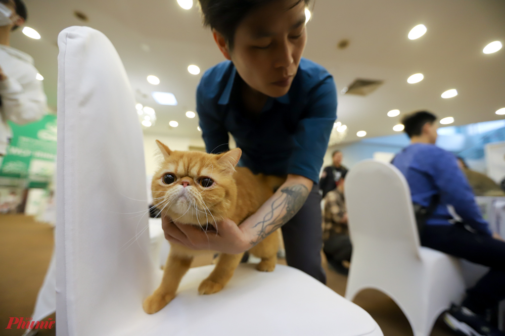 Tại vòng một (chấm tại bàn), từng thí sinh mèo và người chăm nuôi, nhân giống sẽ được các thành viên ban giám khảo đánh giá về hình thể và sức khỏe.