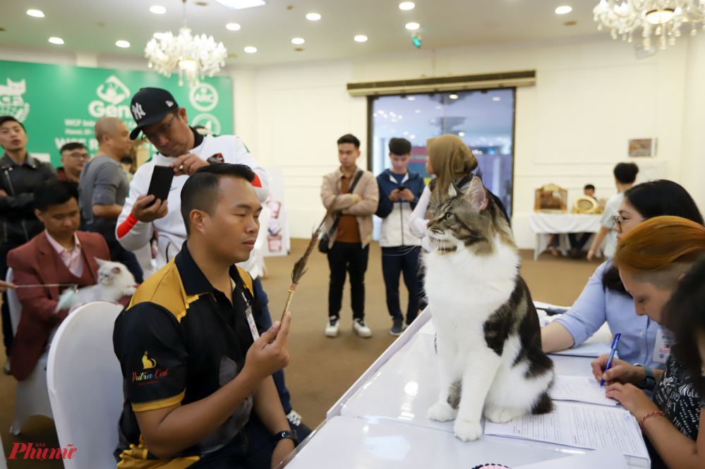 Cuộc triển lãm thu hút những người nuôi chuyên nghiệp trong khu vực. Trong ảnh là một người nhân giống đến từ Thái Lan. Các giám khảo đánh giá, những chú mèo tới từ Thái Lan có chất lượng tốt do Thái Lan có thị trường thú cảnh đi trước Việt Nam tới hơn 10 năm.