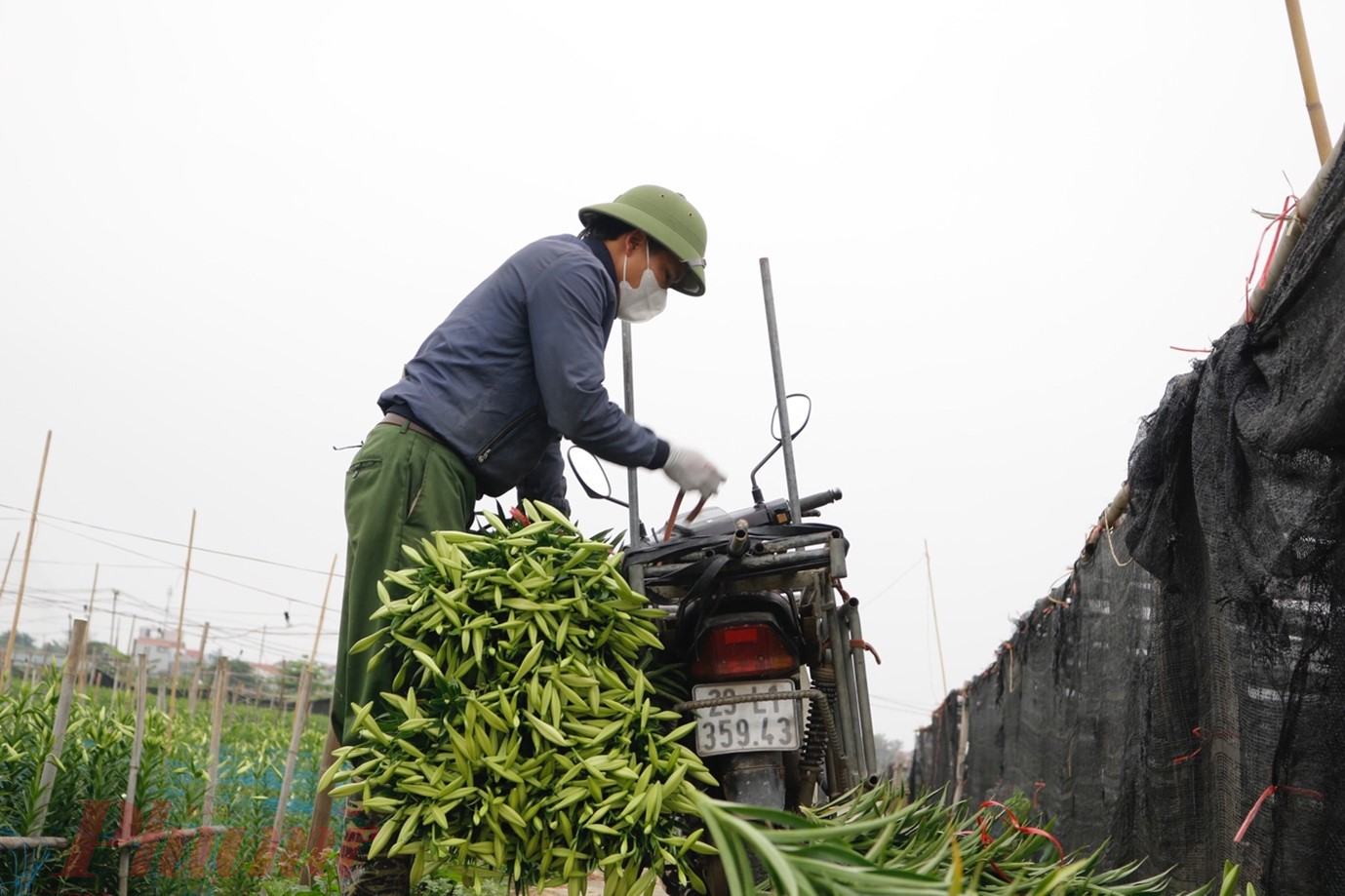 Sau khi cắt, hoa được chia thành các bó nhỏ đưa về nhà để phân loại.