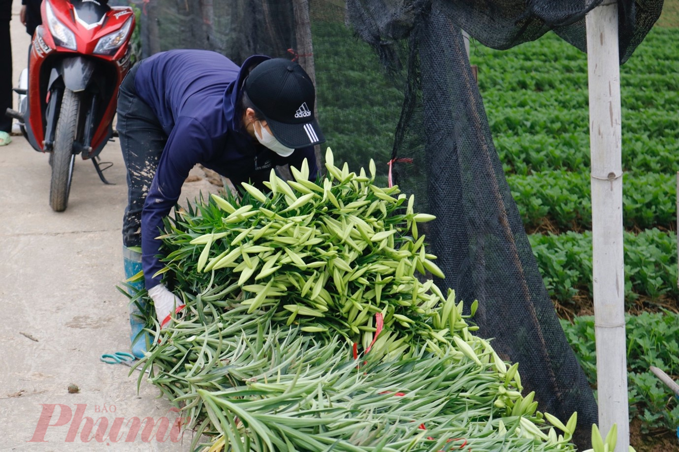 Hoa loa kèn năm nay nở sớm hơn mọi năm gần 1 tháng nên ngay từ những ngày cuối tháng 3, người dân trồng hoa đã tất bật vào vụ thu hoạch.