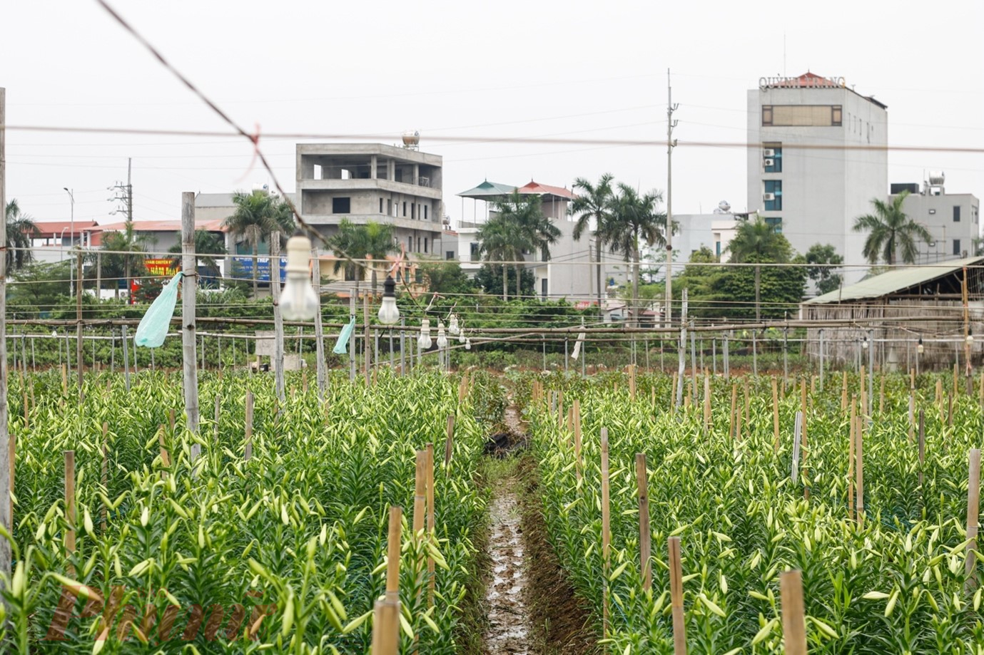 Những nụ hoa đã chuyển từ màu xanh sang trắng, có kích thước lớn sẽ được người trồng thu hoạch trước. 