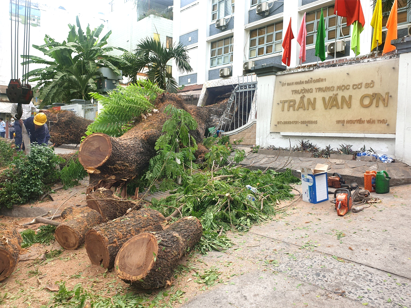 Cây xanh trong khuôn viên Trường THCS Trần Văn Ơn (quận 1, TPHCM) bị ngã đổ sáng 3/4 - ẢNH: P.T.