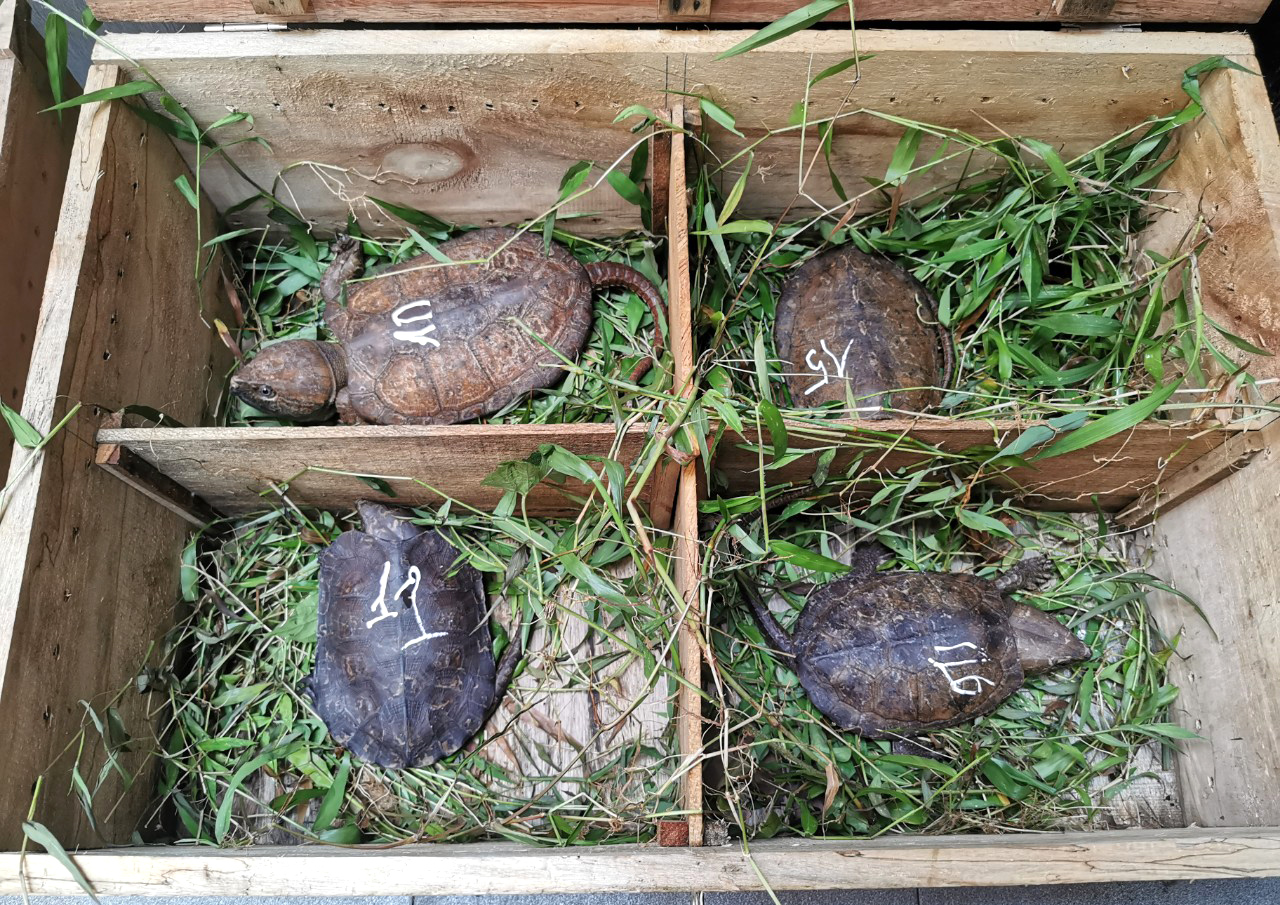 Hàng chục con rùa đầu to được phát hiện trong nhà người dân - Ảnh: Khánh Trung