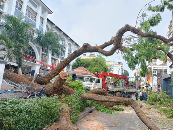 Vụ ngã đổ cây xanh trong khuôn viên Trường THCS Trần Văn Ơn khiến nhiều người lo lắng về tình hình quản l1y cây xanh