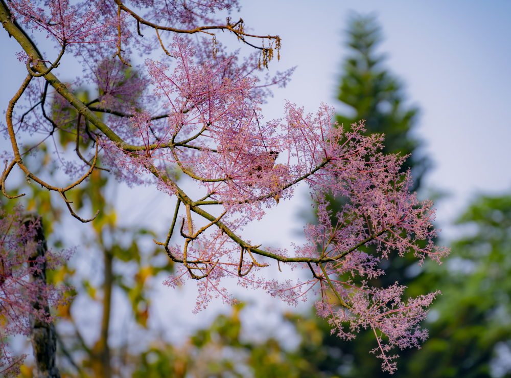 Vốn được mệnh danh là loài hoa cung đình gắn với hình ảnh vương triều nhà Nguyễn tại Huế, hoa ngô đồng hàng năm nở vào cuối tháng 3, đầu tháng 4 tạo nên những hình ảnh tuyệt đẹp cho du khách tới tham quan.