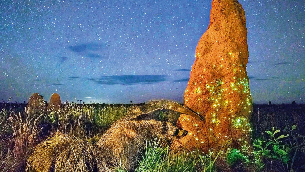 Bức ảnh Night Raider của nhiếp ảnh gia Marcio Cabral cho thấy cảnh con thú ăn kiến đang tấn công ụ mối vào ban đêm; nhưng đây là ảnh dàn dựng