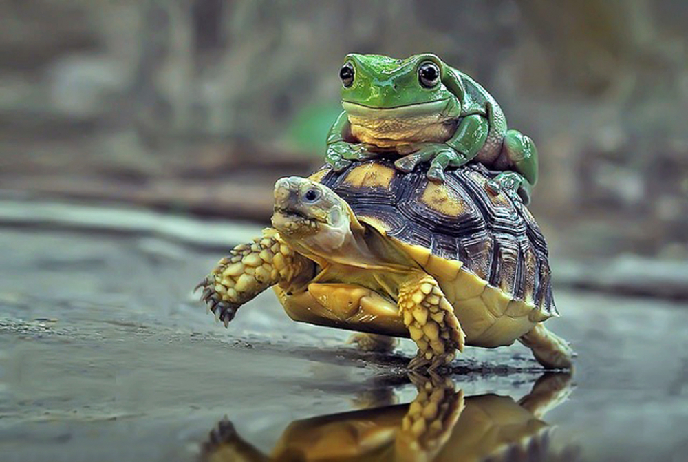 Bức ảnh dàn dựng cảnh rùa “cõng” ếch xanh của nhiếp ảnh gia Yan Hidayat
